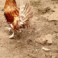 فروش خروس و مرغ های گلین