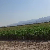 فروش 15هکتار زمین کشاورزی|فروش دفتر صنعتی، کشاورزی، تجاری|بوشکان, |دیوار