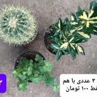 گل های زیبا|گل و گیاه طبیعی|فاضل آباد, |دیوار