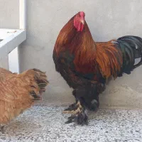 خروس برهما