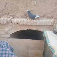 کبوتر  پرشی کبوتر گرو|پرنده|سمنان, |دیوار