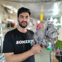 فروش تخم نطفه دار جاپنیز