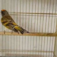 دو عدد گلبسر قرص بخون جفتی قناری|پرنده|کرج, شهرک بنفشه|دیوار