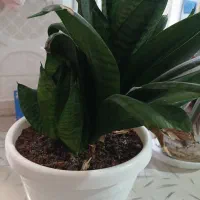 گل طبیعی|گل و گیاه طبیعی|کرمانشاه, |دیوار