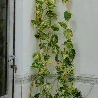 گل های خانگی زیبا