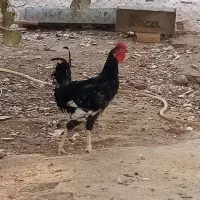 خروس گلین پنگوئنی