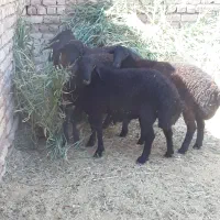 بزوبزغاله|حیوانات مزرعه|ساوه, |دیوار