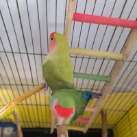 طوطی برزیلی