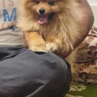 واگذاری پامر خرسی