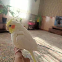 عروس هلندی