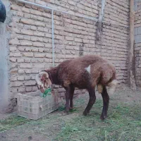 دوعدد گوسفند تر ماده افشار