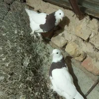 یک جفت کفتر طوقی میزون جوانه|پرنده|بردسکن, |دیوار