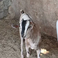 فروش نر سومال درجه یک|حیوانات مزرعه|بندرلنگه, |دیوار
