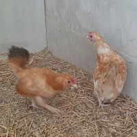 مرغ مینیاتوری ریز جثه ۴عدد