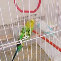 جفت مرغ عشق