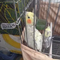 عروس هلندی مولد|پرنده|پاکدشت, شهرک امام رضا|دیوار