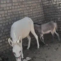 شیر الاغ|خوردنی و آشامیدنی|قم, آزادگان|دیوار
