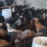 جوجه گلپایگان تاقچه مرغ خروس سیاه جهادی|حیوانات مزرعه|مشهد, وکیل‌آباد|دیوار
