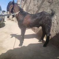 تروشت گلابی