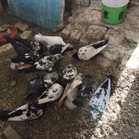 کبوتر رنگه فروشی