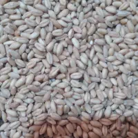 بذر گندم وجو