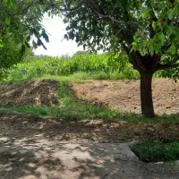 فروش باغ عجب شیر روستای محمود آباد|فروش خانه و ویلا|عجب شیر, |دیوار