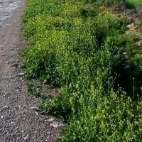 کندن علف و گیاه هرز، علف زنی، وجین خاک