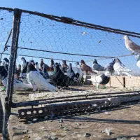 کبوتر پرشی|پرنده|تربت‌حیدریه, ۴۵ متری|دیوار