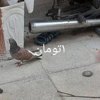 باسلام یک‌ عدد ماده گلین کاکل ویک عددنرسیمونی|پرنده|اصفهان, شاهزید|دیوار