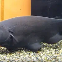 بلک گوست آنجل و انواع آبزیان آب شیرین زینتی