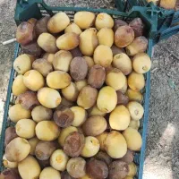 رطب برحی