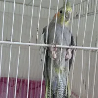 عروس هلندی  نر