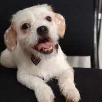 سگ مینیاتوری میکس پیت بول شیتزو (واگذاری)|سگ|تهران, جوادیه|دیوار