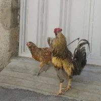 یک مرغ و خروس کلین لری چهلتاج ریشو