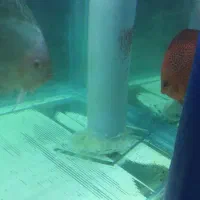 نه جفت دیسکس مولد|ماهی|مشهد, بهشت|دیوار