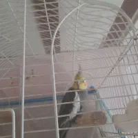 طوطی عروس