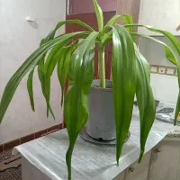 گل برگ موزی