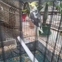 عروس هلندی ابلق|پرنده|پیر بکران, |دیوار