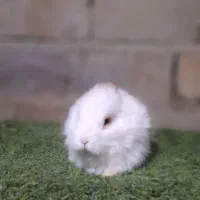 مینی لوپ|موش و خرگوش|همدان, |دیوار