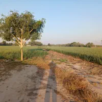 فروش زمین  کشاورزی|فروش دفتر صنعتی، کشاورزی، تجاری|برازجان, |دیوار