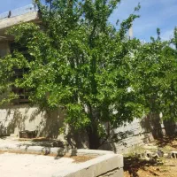 فروش-باغ