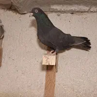 کفتر ماده بهبهانی بزن