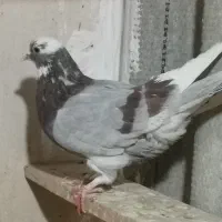 کبوتر|پرنده|هشتگرد, شهرک راه آهن|دیوار