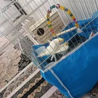 یک جفت عروس هلندی سرحال