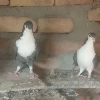 یک جفت  نر کفتر ساده سیا|پرنده|ایرانشهر, |دیوار