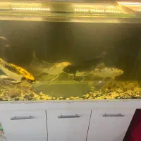 آکواریوم و ماهی