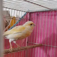 یک جفت قناری با ۵تا تخم|پرنده|مشهد, پنجتن|دیوار