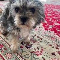 سگ شیتزو سوپر فلت|سگ|مشهد, شهید فرامرز عباسی|دیوار