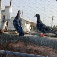 پرنده|پرنده|سبزوار, هویزه|دیوار