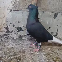 کفتر دم سفید کاکلی بدون غلط